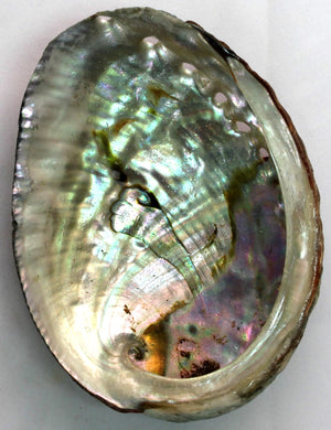 Blue Abalone Shell - 3-4