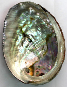 Blue Abalone Shell - 3-4"