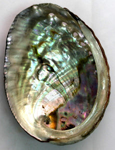 Blue Abalone Shell - 4-5"